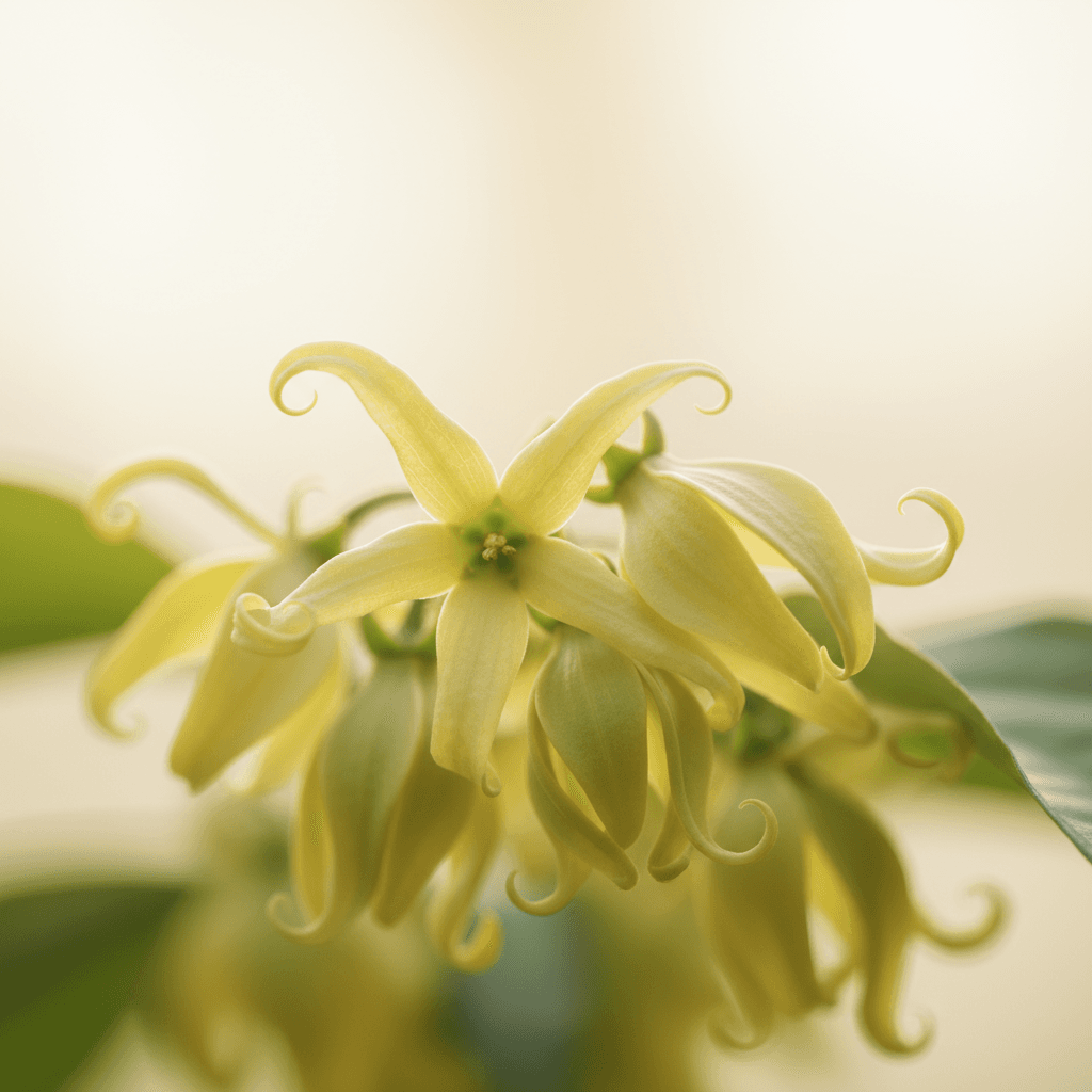 ylang-ylang